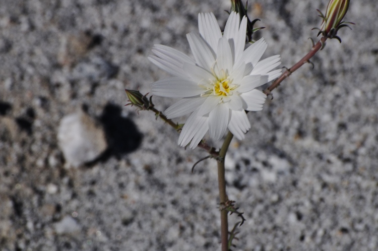 single white daisy family flower